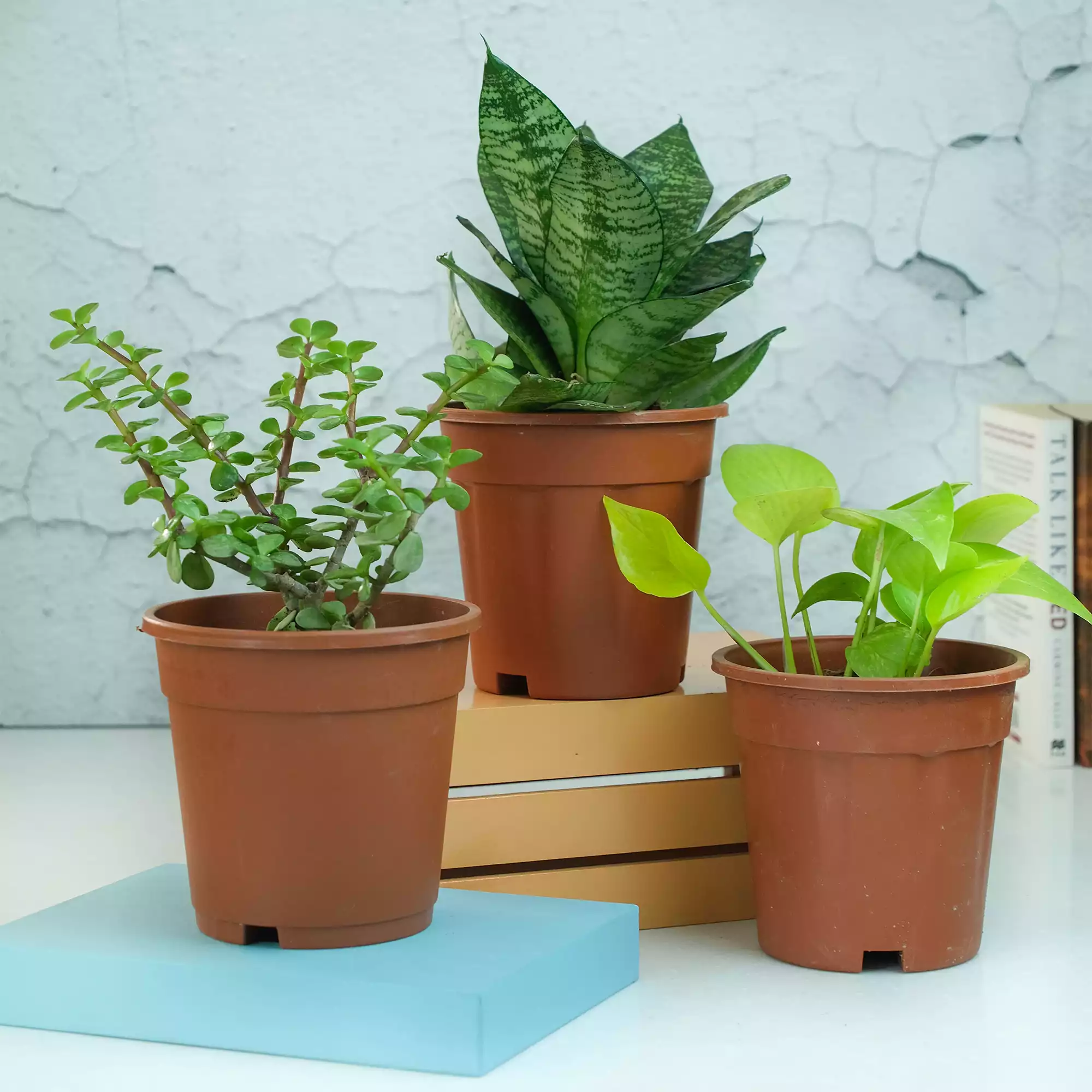 Air Purifying Plants Bundle