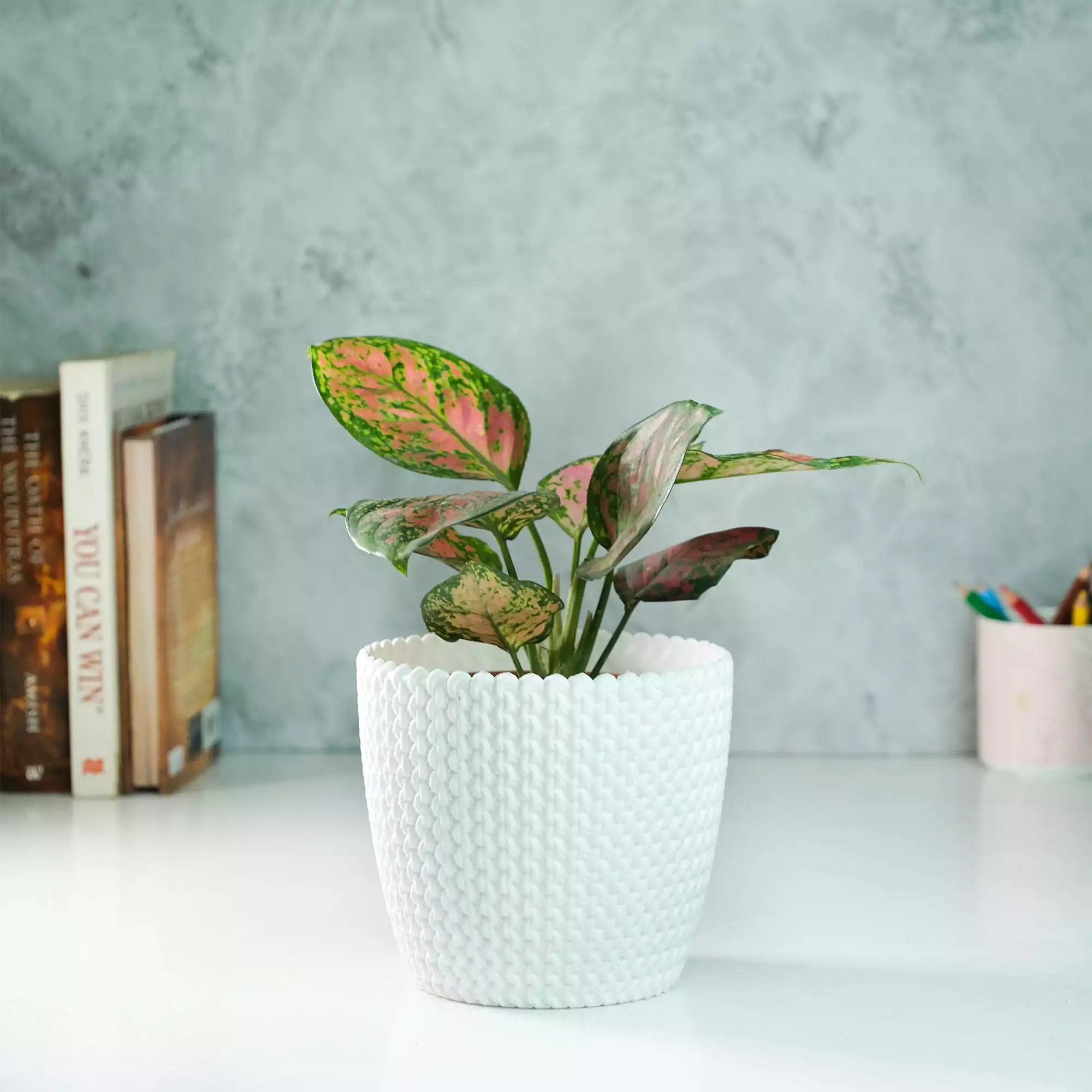 Aglaonema Pink Beauty Plant