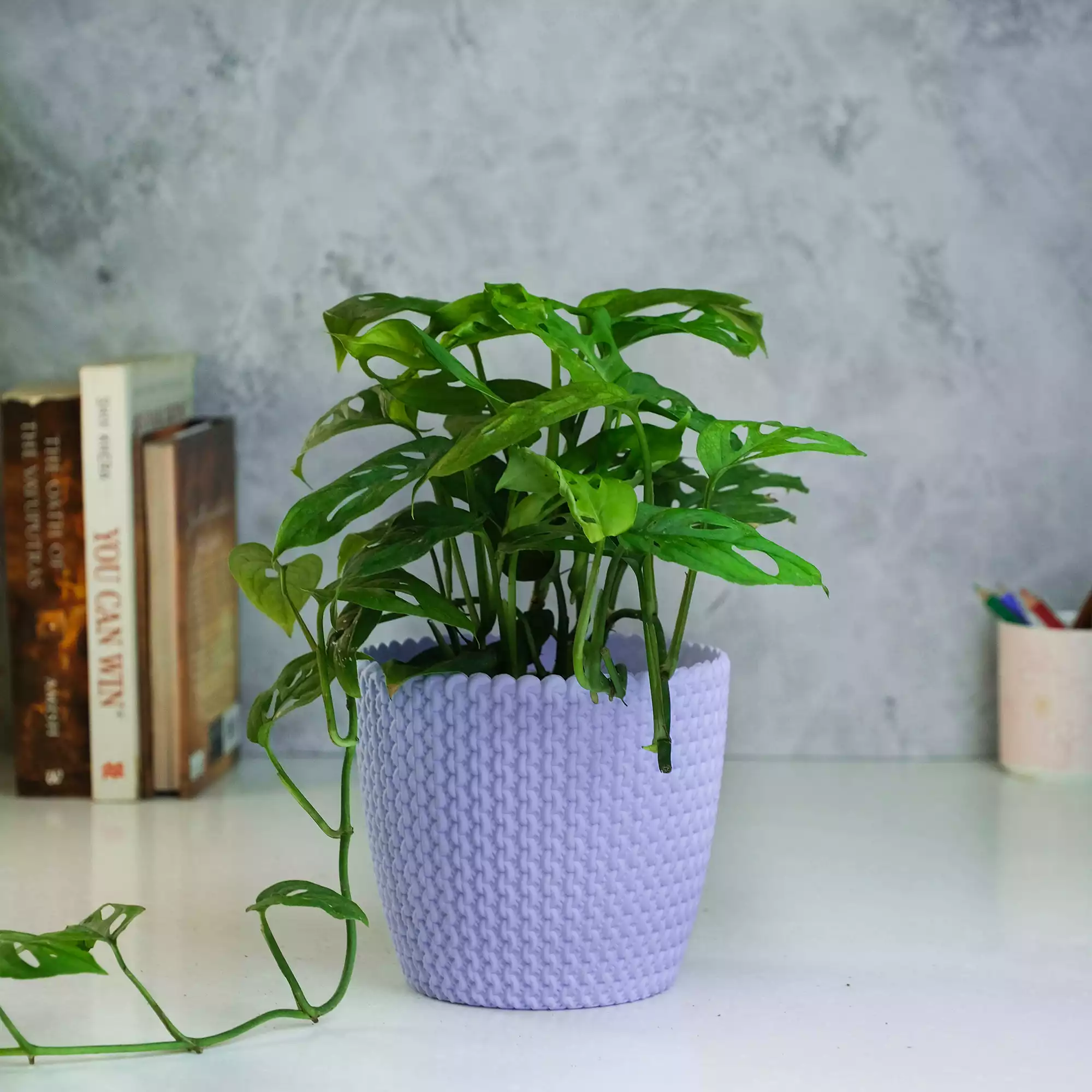 Monstera Adansonii Plant