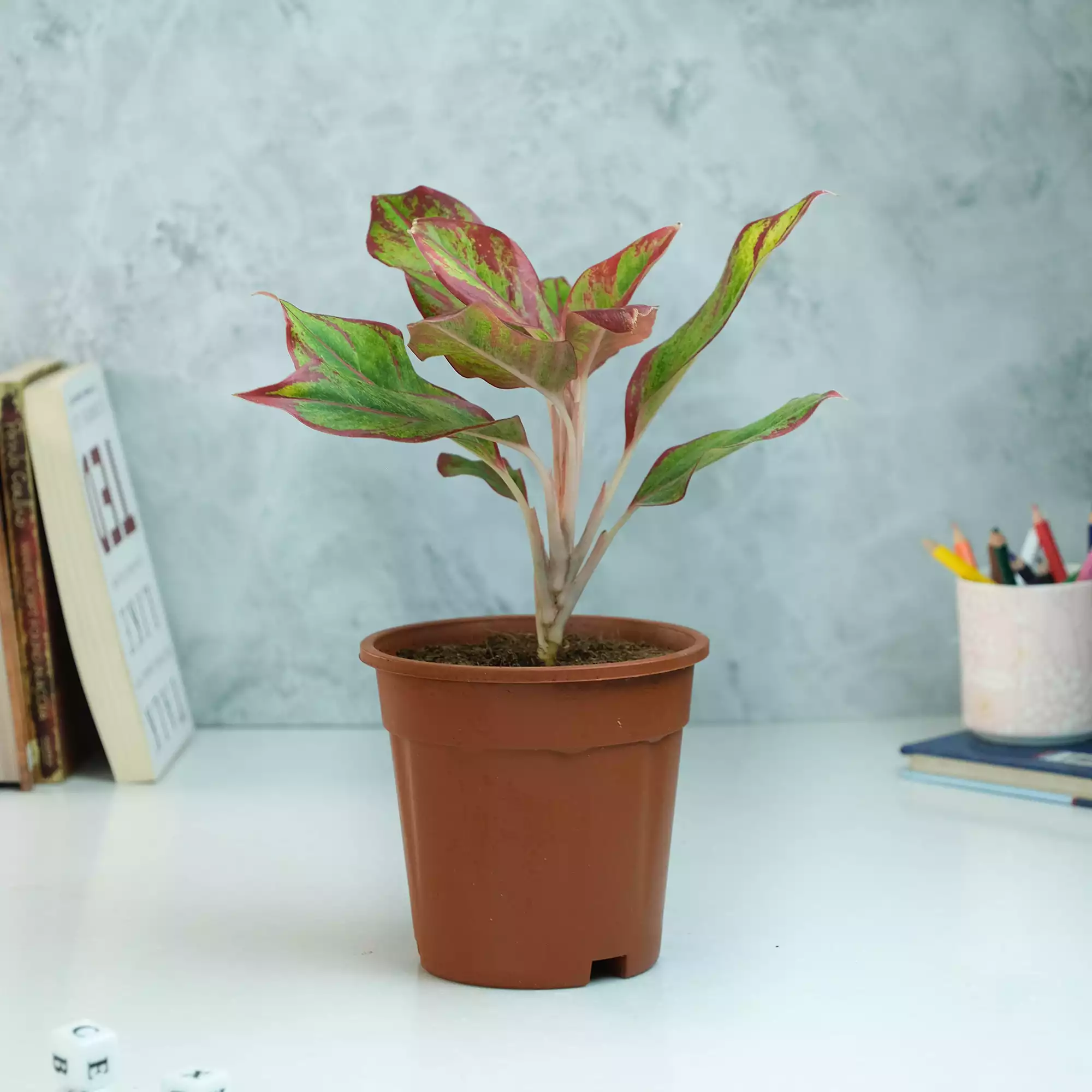 Aglaonema Red Lipstick Plant