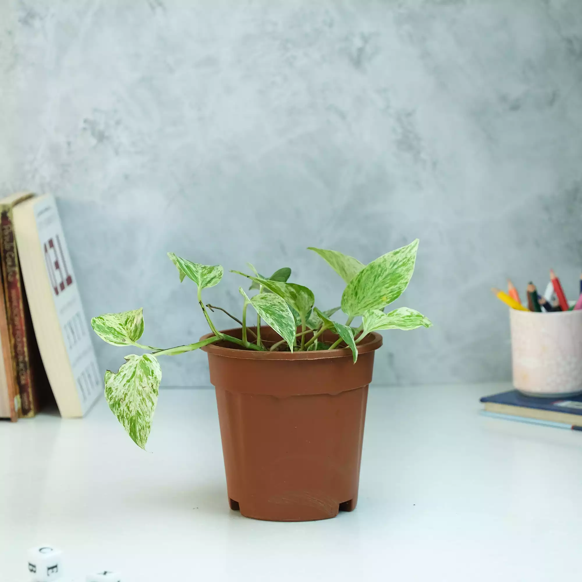 Marble Queen Money Plant