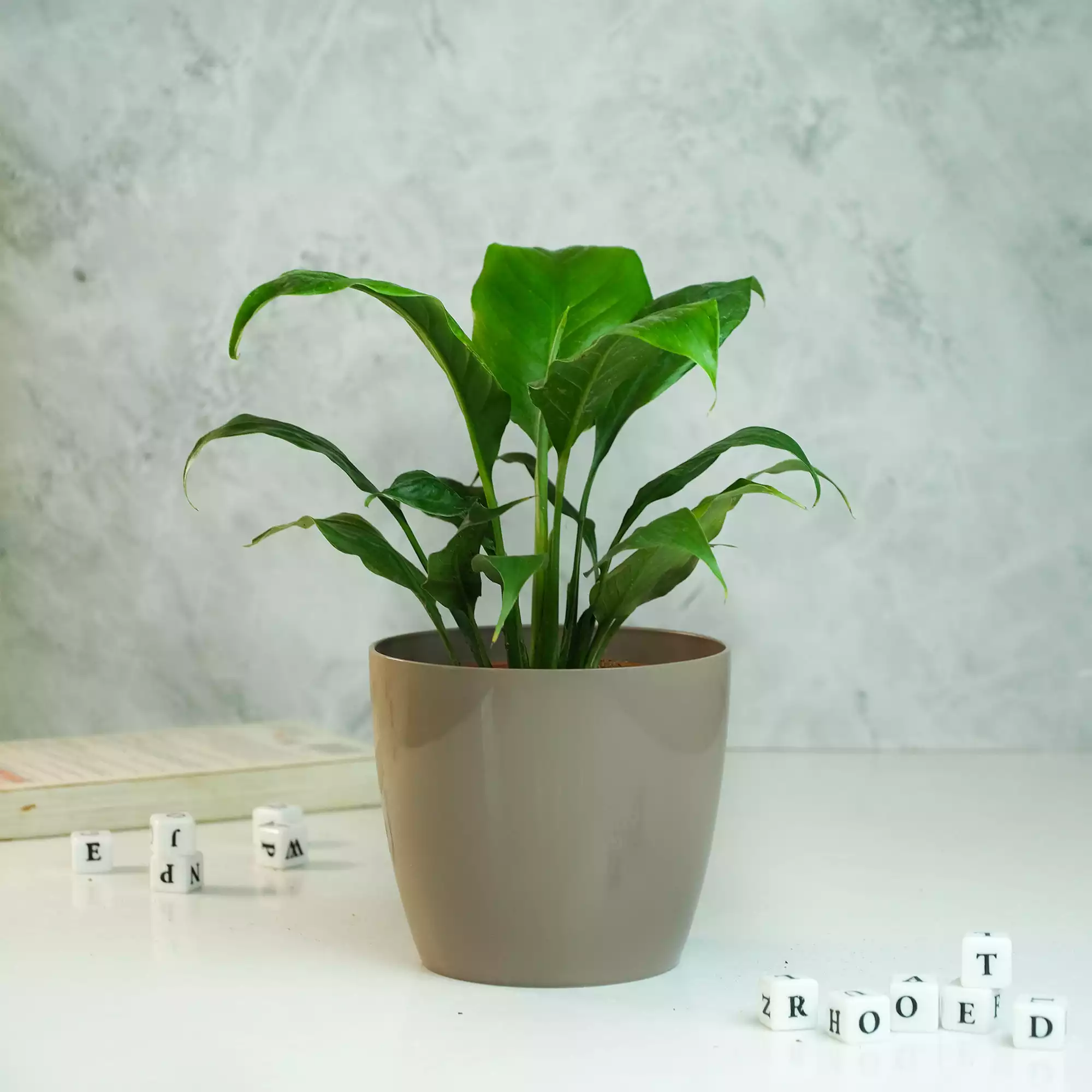 Peace Lily Plant