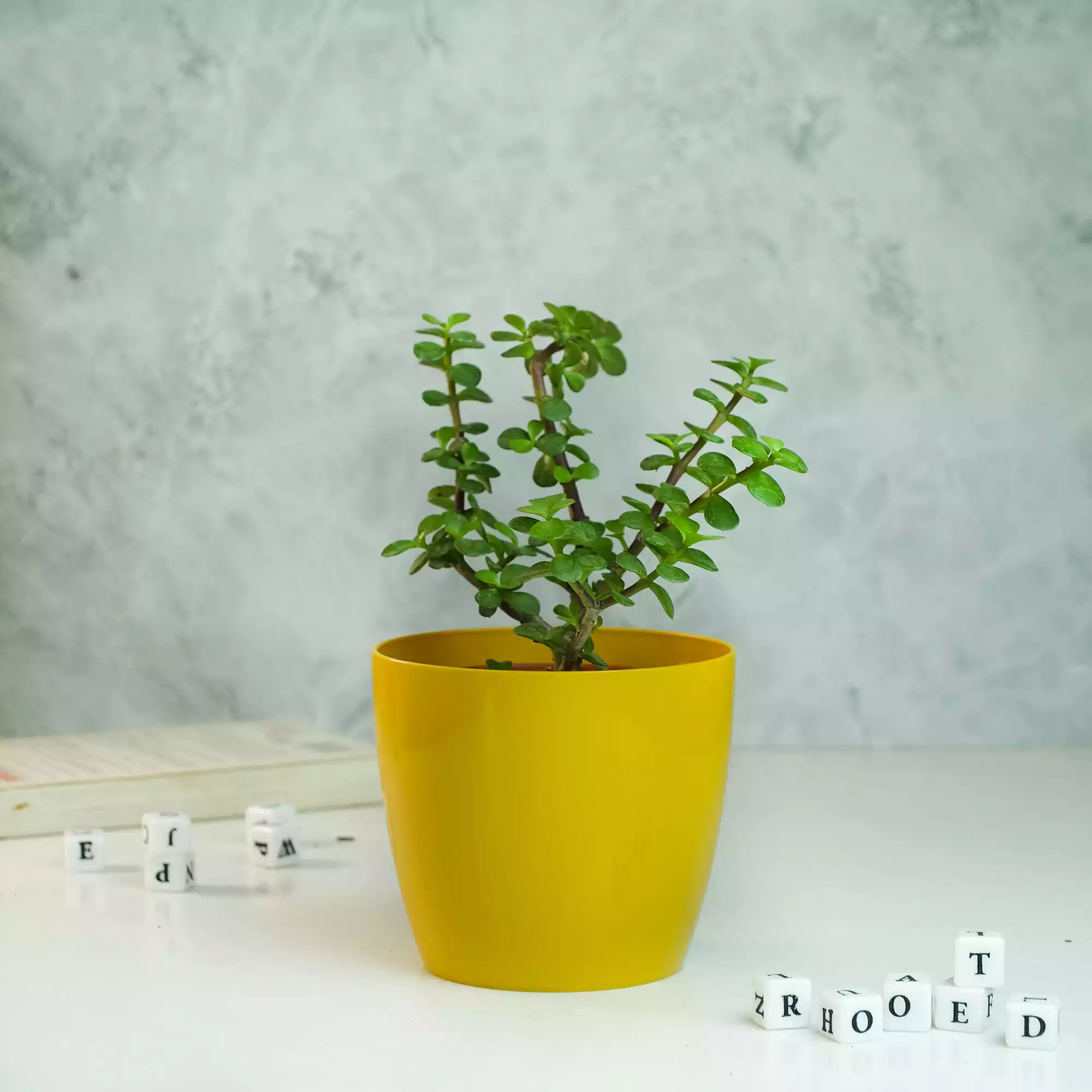 Jade Plant